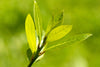 Sweet Bay Tree – Fragrant Culinary Laurel for Southern California Landscapes