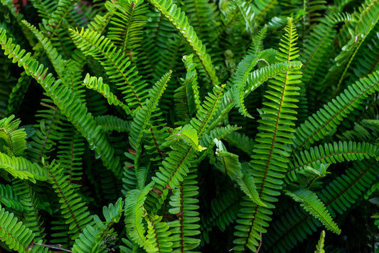 Sword Fern – Dense Hedge and Border Screening Plant for Southern California Landscapes