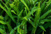 Sword Fern – Dense Hedge and Border Screening Plant for Southern California Landscapes