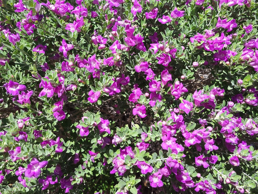 Texas Ranger Shrub – Pink Flowering Border Plant for Southern California Landscapes