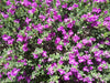 Texas Ranger Shrub – Pink Flowering Border Plant for Southern California Landscapes