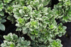 Variegated Mock Orange – Fragrant Hedge Plant for Southern California Landscapes