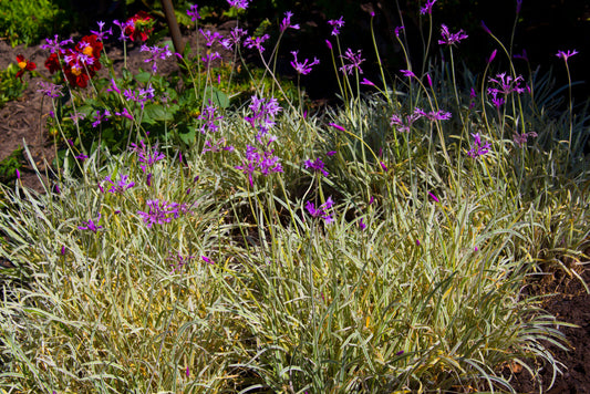 Variegated Society Garlic – Drought-Tolerant Border Plant for Southern California Landscapes