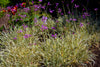 Variegated Society Garlic – Drought-Tolerant Border Plant for Southern California Landscapes