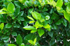 Wax Leaf Privet – Dense Privacy Screen for Southern California Landscapes