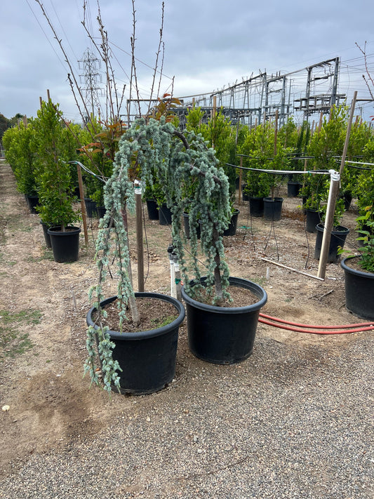 Weeping Blue Atlas Cedar – Lush Focal Point Tree for Southern California Landscapes