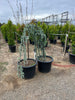 Weeping Blue Atlas Cedar – Lush Focal Point Tree for Southern California Landscapes