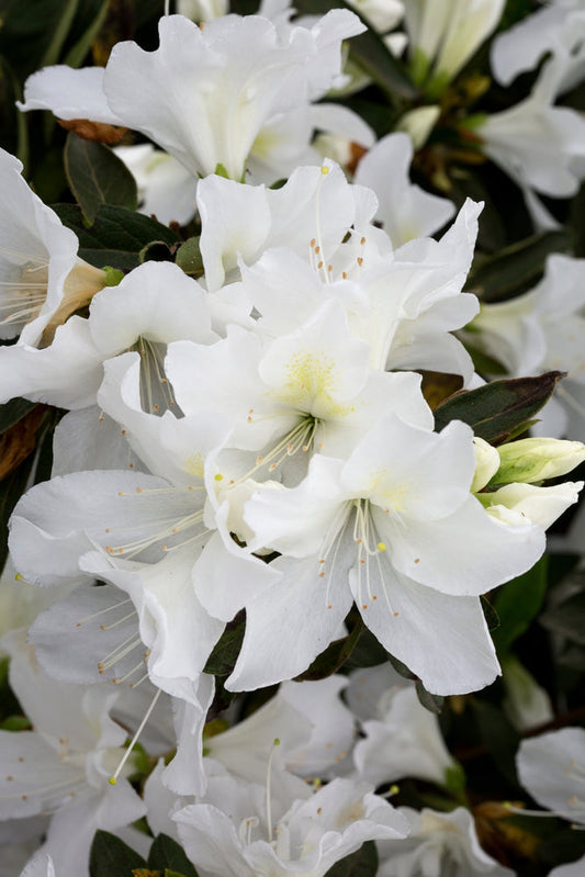 White Azalea Alaska – Border Garden Plant for Shade for Southern California Landscapes