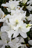 White Azalea Alaska – Border Garden Plant for Shade for Southern California Landscapes