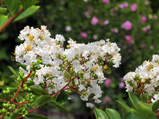White Crape Myrtle Natchez – Shade Tree Blooms for Southern California Landscapes
