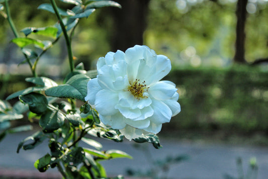 White Iceberg Shrub Rose – Border & Hedge Plant for Southern California Landscapes