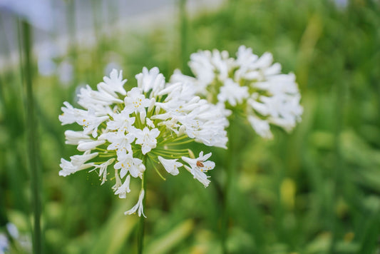 Lily of the Nile Agapanthus Albus – Border Plant for Southern California Landscapes