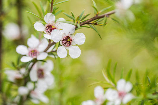 White NZ Tea Tree Shrub – Fragrant Evergreen Shrub for Southern California Landscapes