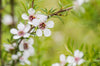 White NZ Tea Tree Shrub – Fragrant Evergreen Shrub for Southern California Landscapes