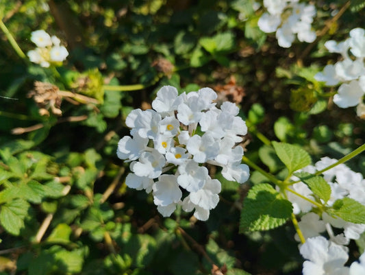 White Trailing Lantana – Drought-Tolerant Border & Planter Plant for Southern California Landscapes