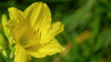 Yellow Daylily – Low-Water Border Plant With Color for Southern California Landscapes
