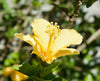Yellow Hibiscus – Border Hedge Plant for Southern California Landscapes, Bees Attracting