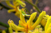 Yellow Kangaroo Paw – Drought-Tolerant Landscape Plant for Southern California Landscapes