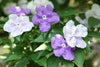 Yesterday Today Tomorrow Brunfelsia – Color-Changing Blooms for Southern California Landscapes