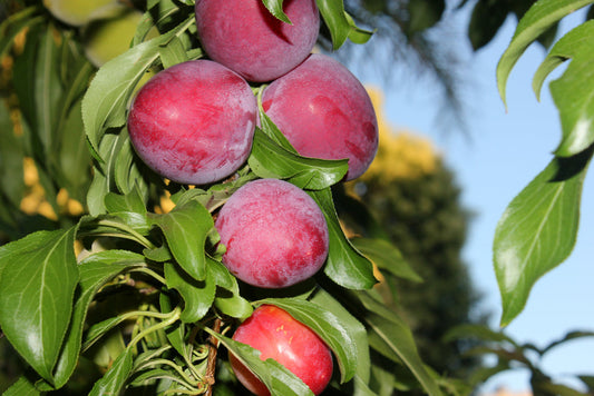 Santa Rosa Plum Tree – Compact Edible Fruit Tree for Southern California Landscapes
