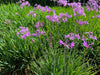 Society Garlic – Purple-Flower Border Plant for Gardens for Southern California Landscapes